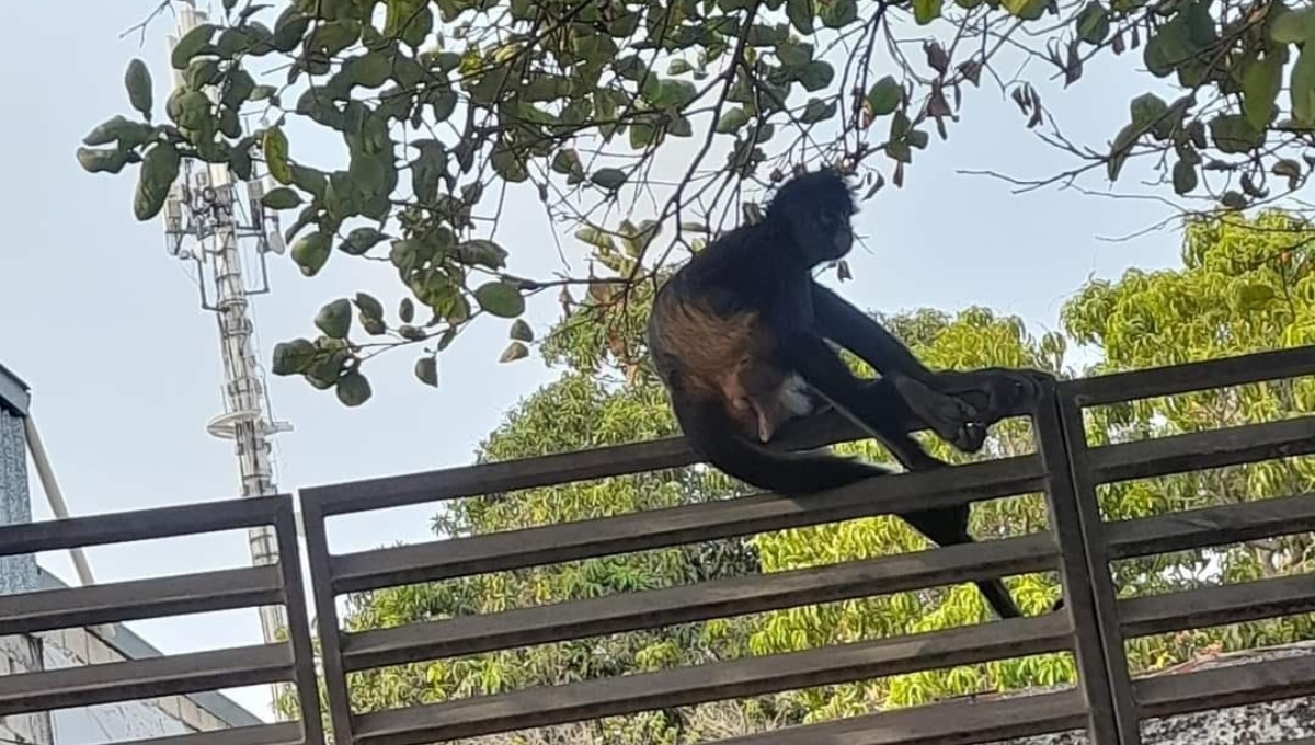 Captan a un mono araña en calles de la colonia Chichén Itzá en Mérida