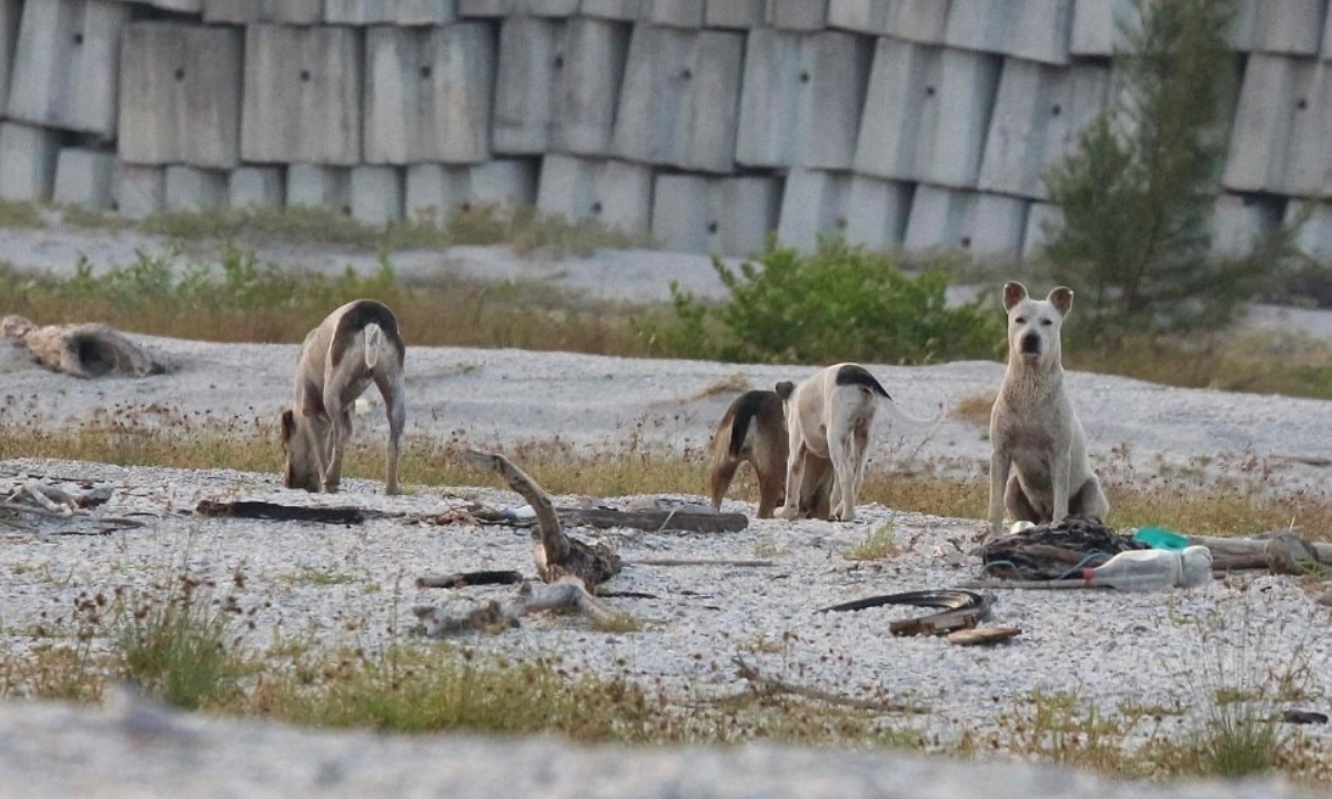  Perros callejeros amenazan anidación del charrán en Ciudad del Carmen   