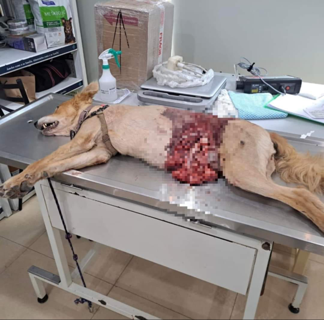 Mariana Rubio busca justicia por el asesinato de sus perritos Mariana Rubio busca justicia por el asesinato de sus perritos