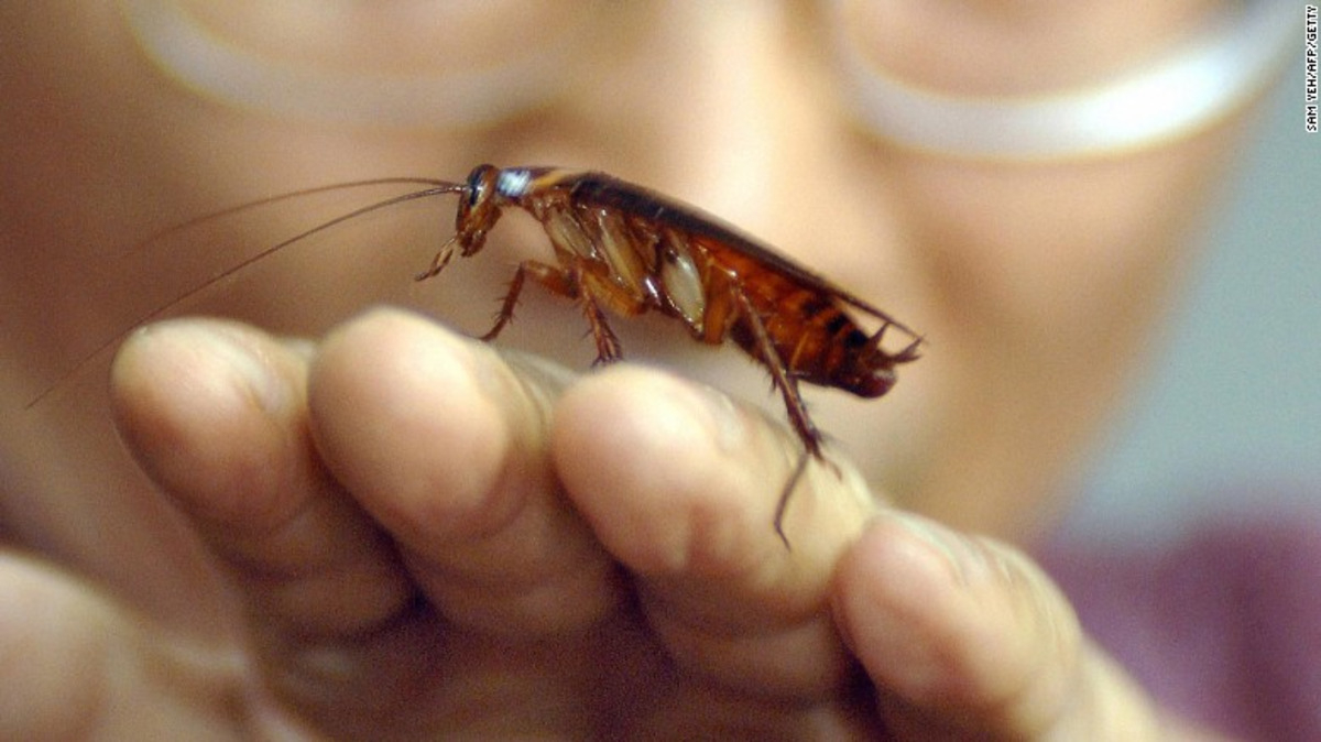 Supercucaracha alemana llega a México, es resistente a pesticidas Supercucaracha alemana llega a México, es resistente a pesticidas