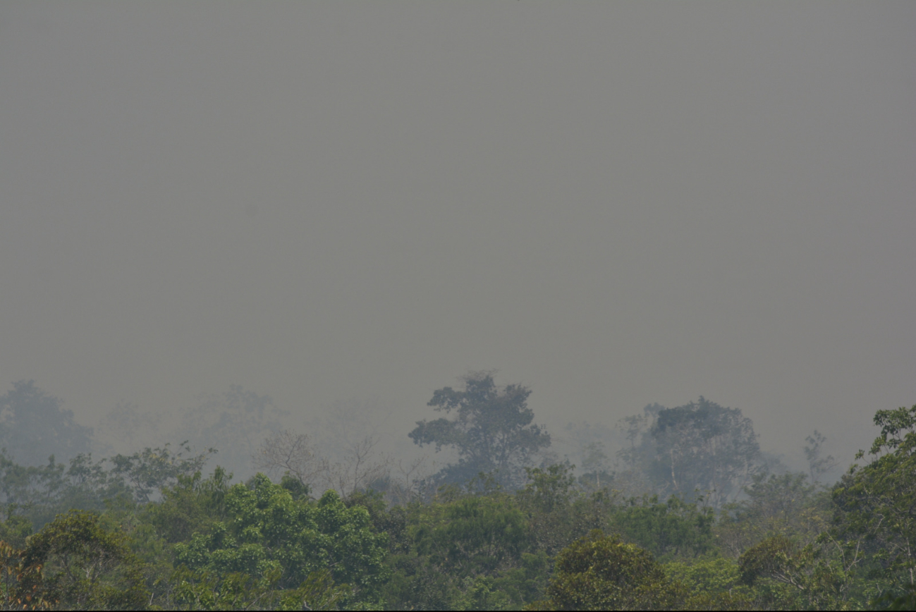 Incendio consume 250 hectáreas de maleza en Cancún