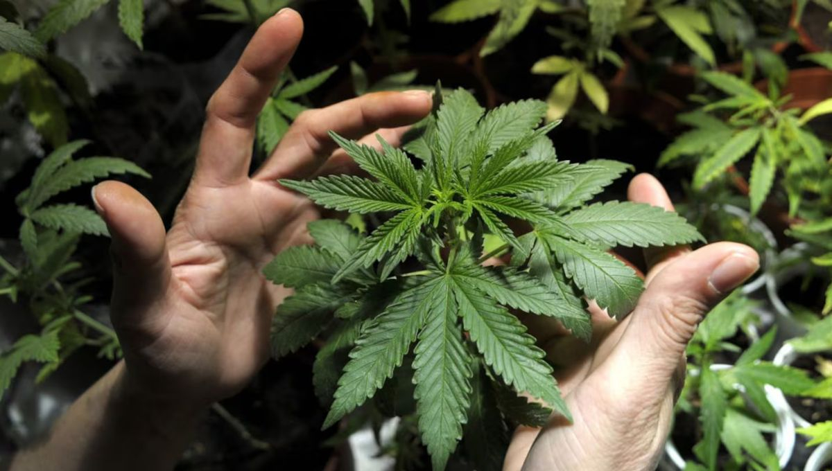 Estados Unidos busca que se reclasifique la mariguana, como droga de bajo riesgo Estados Unidos busca que se reclasifique la mariguana, como droga de bajo riesgo