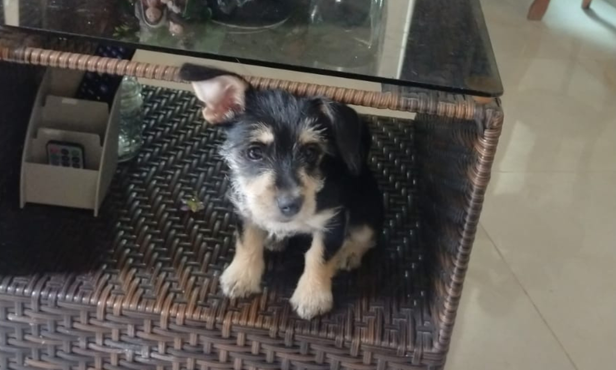 En Campeche, joven  ofrece apoyo a candidato que le ayude a localizar a su perrito 