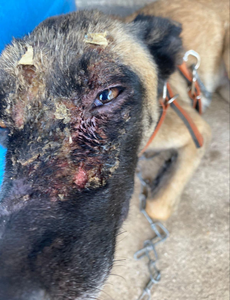 El perro presentó quemaduras y ceguera en los ojos El perro presentó quemaduras y ceguera en los ojos