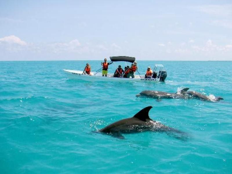 Los delfines conviven a diario con las personas Los delfines conviven a diario con las personas