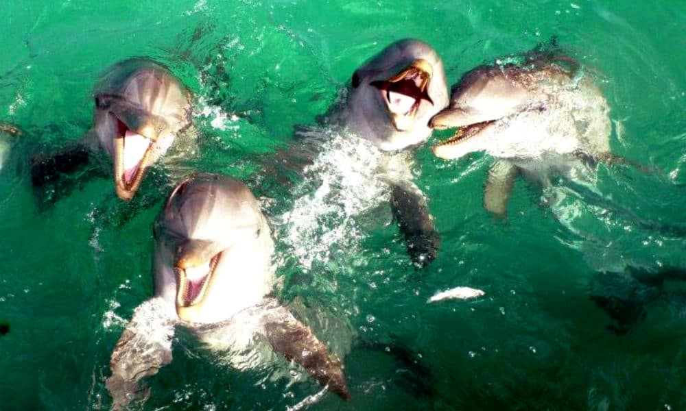 Todos los días del año se pueden ver cientos de delfines Todos los días del año se pueden ver cientos de delfines
