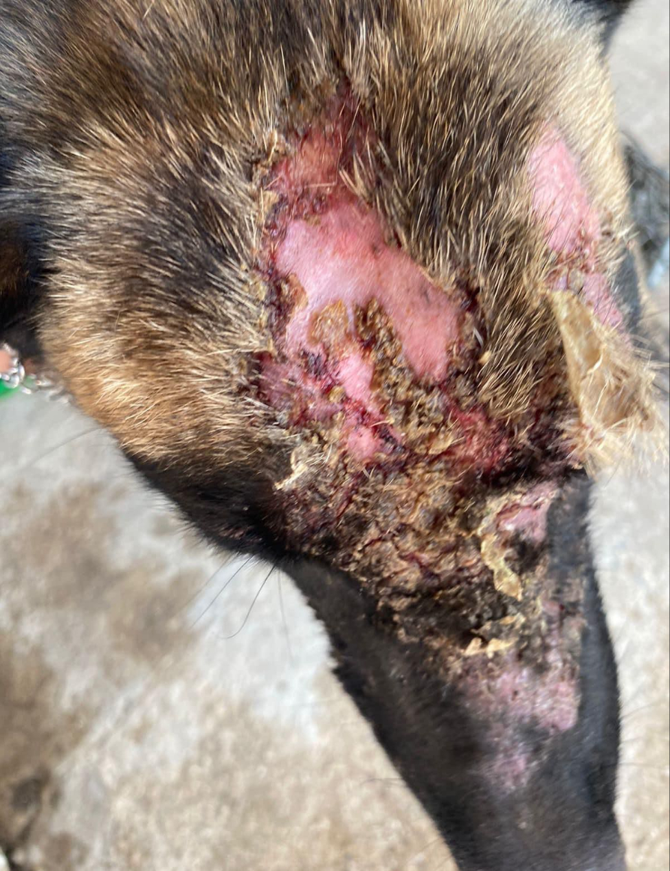 Vecinos de Motul exigen justicia por las heridas al perro Vecinos de Motul exigen justicia por las heridas al perro