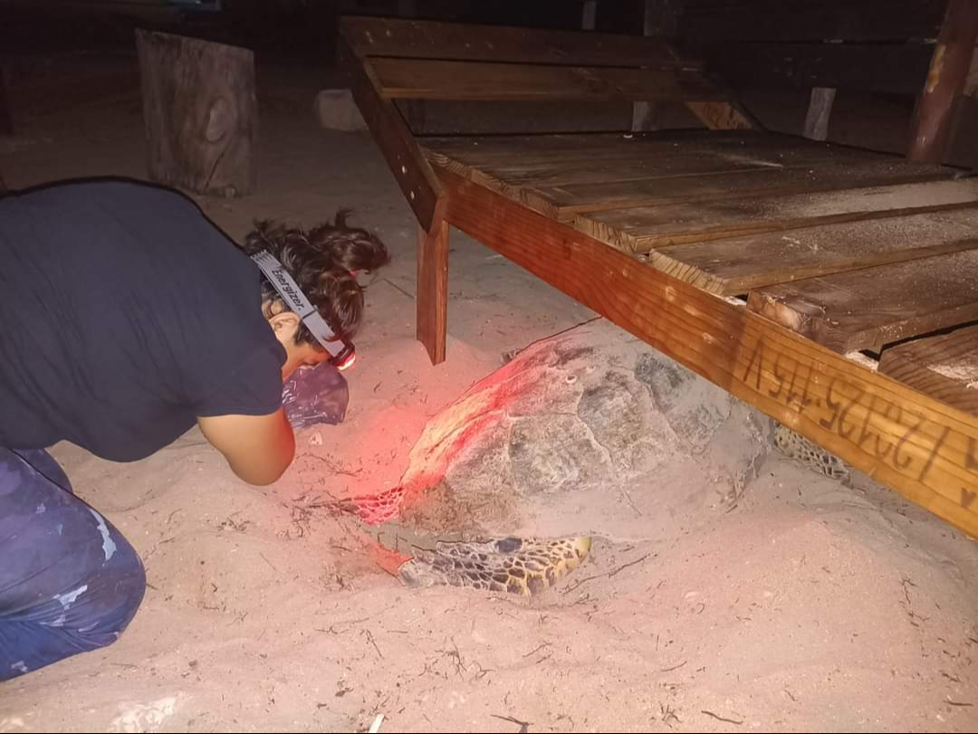 En Campeche, 366 tortugas de carey han llegado a anidar    
