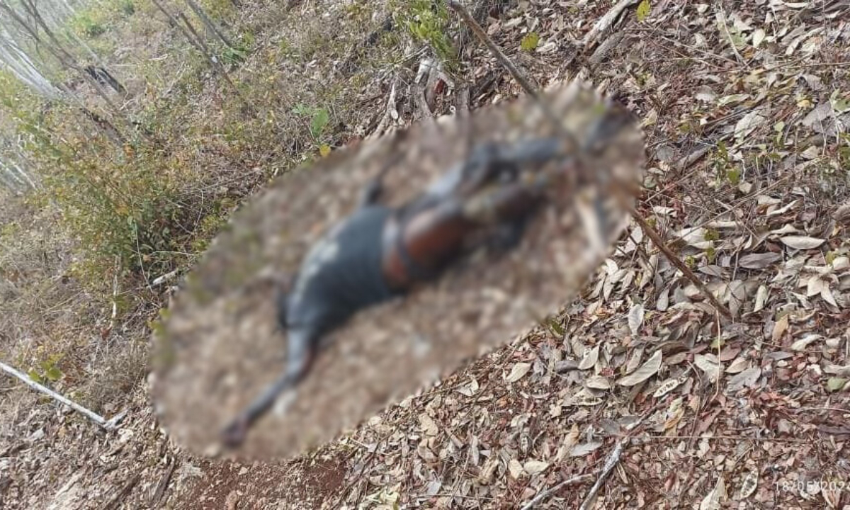 Fue hallado en la selva Fue hallado en la selva