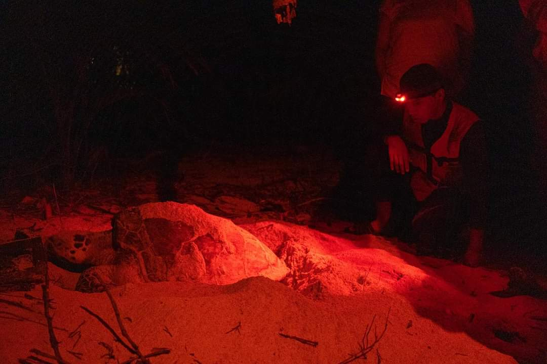 Fue registrado el arribo de 366 tortugas de la especie carey y una de lora Fue registrado el arribo de 366 tortugas de la especie carey y una de lora