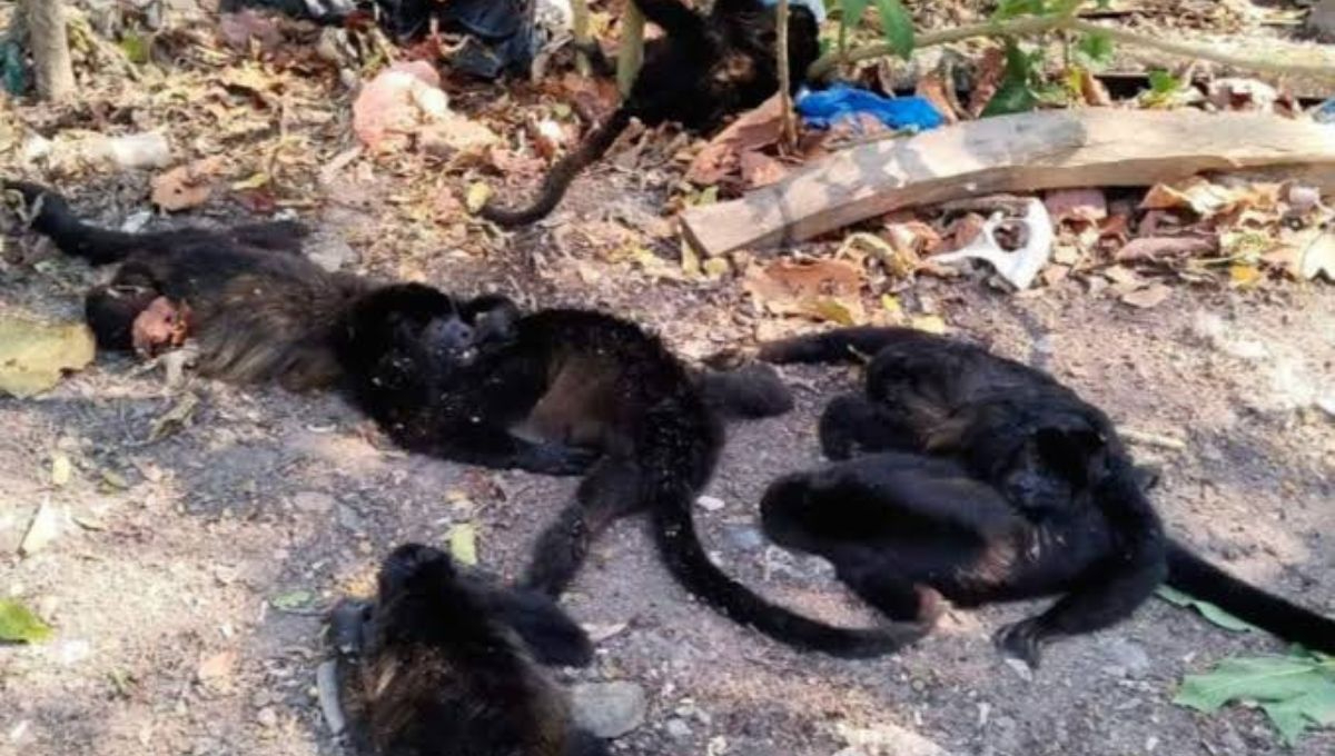 Mueren monos en Tabasco y Chiapas; expertos investigan las causas