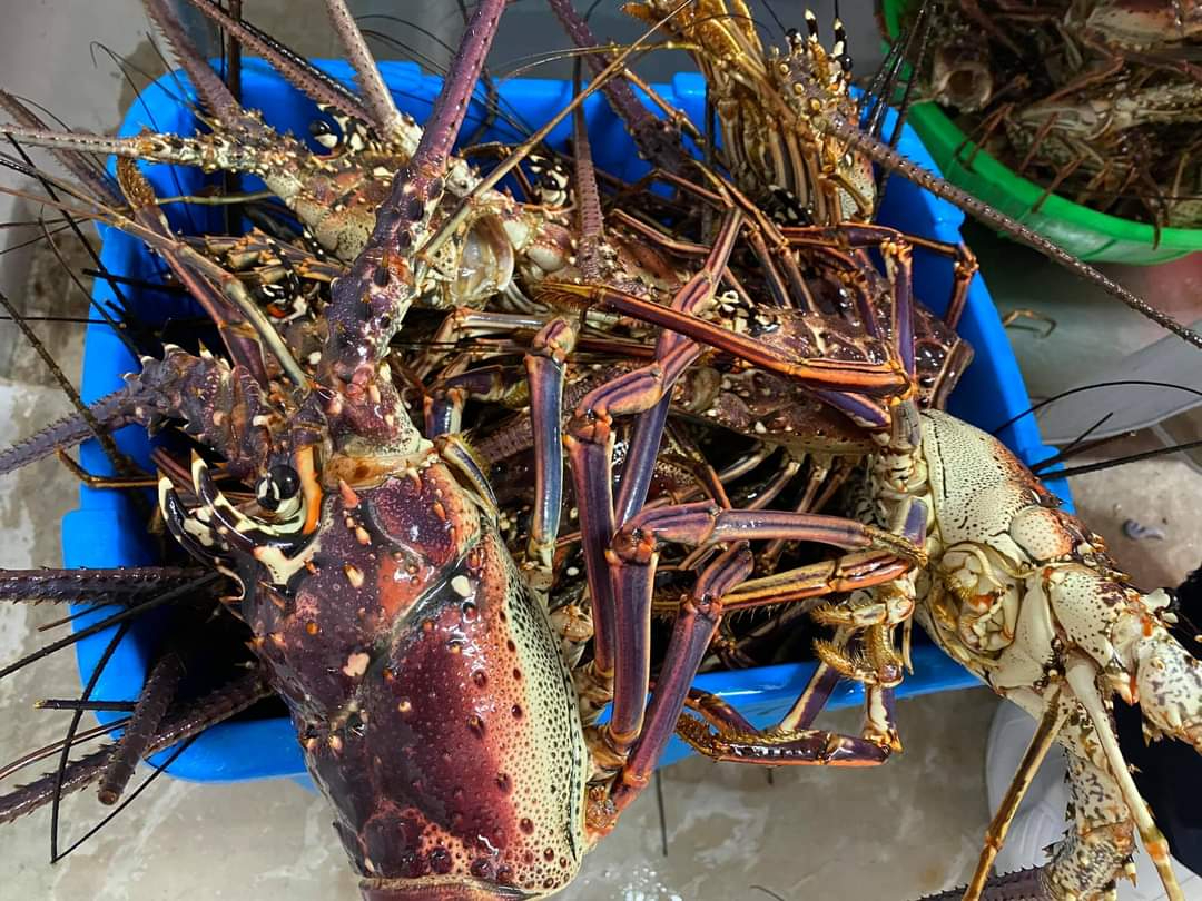 Sólo cinco inspectores vigilan el litoral del mar Caribe y Golfo de México Sólo cinco inspectores vigilan el litoral del mar Caribe y Golfo de México