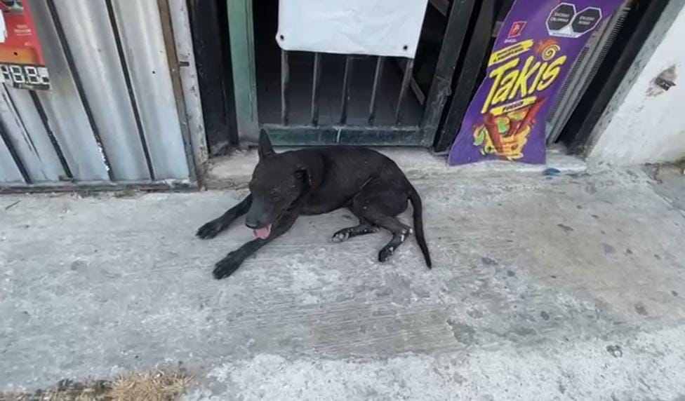 Al año se derivan en promedio hasta 800 casos de agresiones por caninos Al año se derivan en promedio hasta 800 casos de agresiones por caninos
