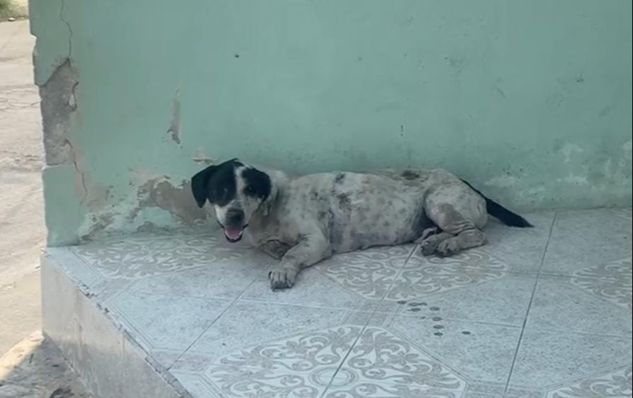 Se han abierto carpetas de investigación y se verifica que los animales tengan condiciones óptimas de vida. Se han abierto carpetas de investigación y se verifica que los animales tengan condiciones óptimas de vida.