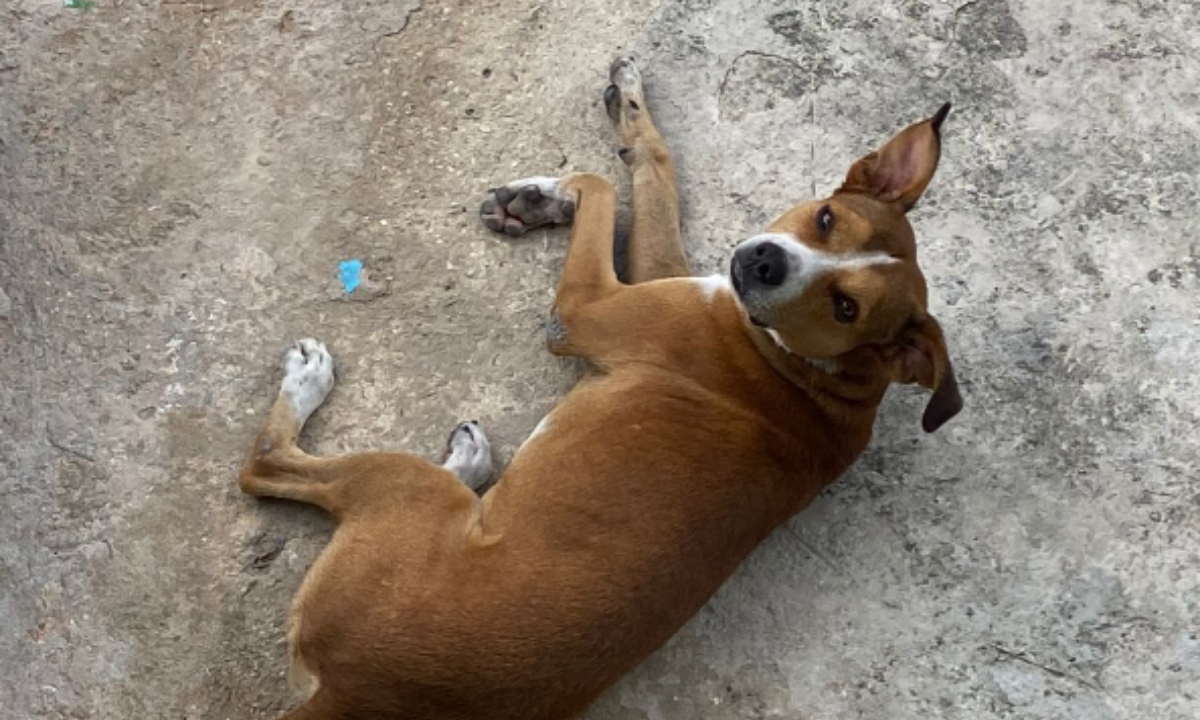 Campeche: En lo que va del 2024 se han registrado 391 casos de mordeduras de perro 