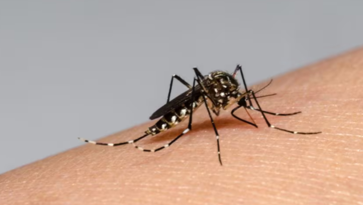 Se toman medidas contra el dengue en Yucatán Se toman medidas contra el dengue en Yucatán