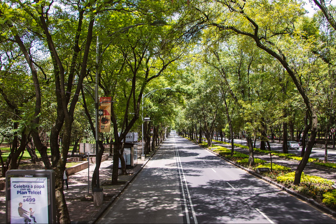 Avenida llena de árboles en México Avenida llena de árboles en México
