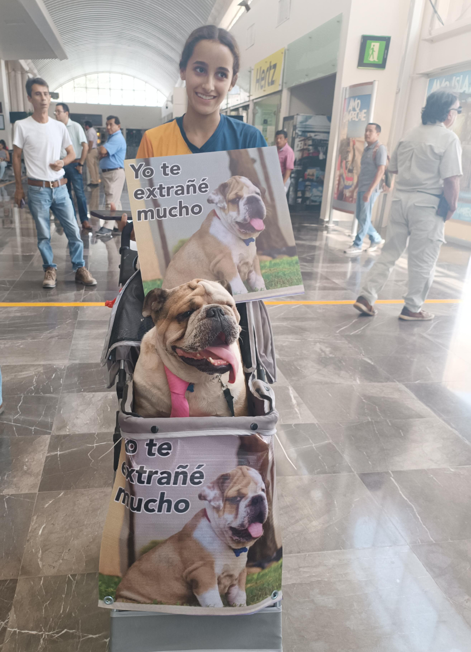 Perrita recibe a su dueña en el aeropuerto de Campeche Perrita recibe a su dueña en el aeropuerto de Campeche