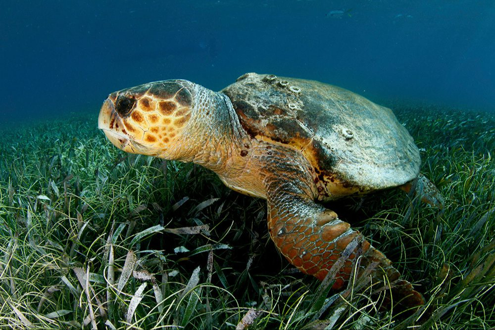 Cada 23 de mayo se celebra el Día Mundial de la Tortuga