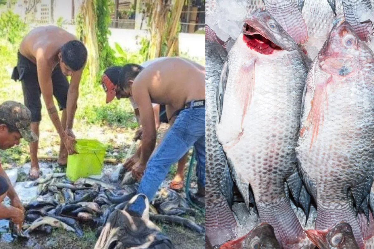 Inquieta que altas temperaturas provoquen muerte de mojarras Inquieta que altas temperaturas provoquen muerte de mojarras