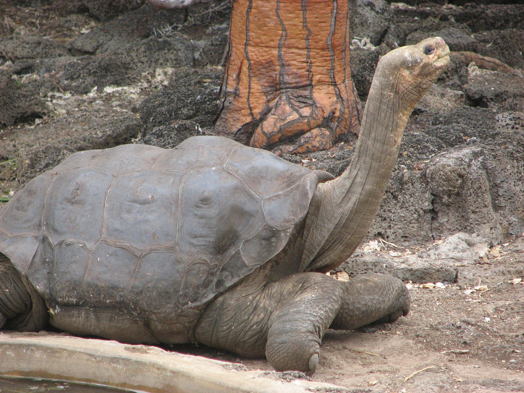 La tortuga gigante de pinta se encuentra extinta La tortuga gigante de pinta se encuentra extinta