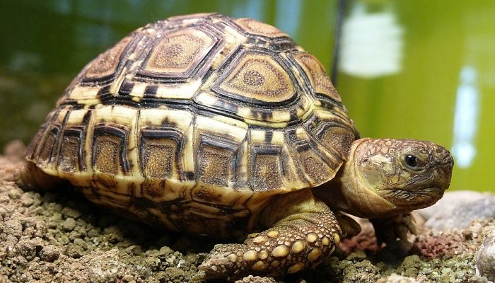 La tortuga terrestre suele comer vegetales La tortuga terrestre suele comer vegetales