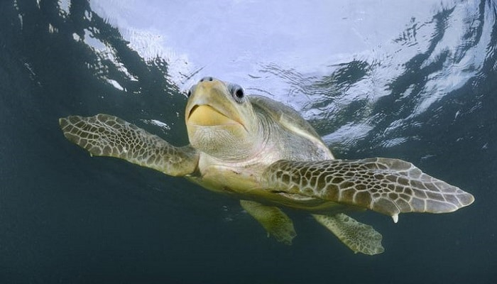 Las tortugas son una especie en peligro, tanto en el mar como en la tierra Las tortugas son una especie en peligro, tanto en el mar como en la tierra