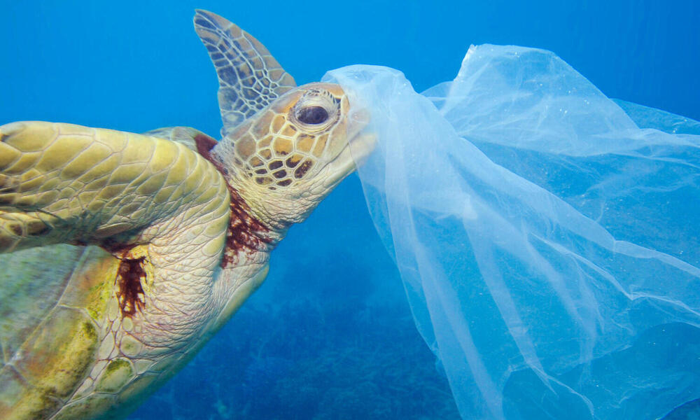 Las tortugas suelen morir por el consumo de plásticos Las tortugas suelen morir por el consumo de plásticos