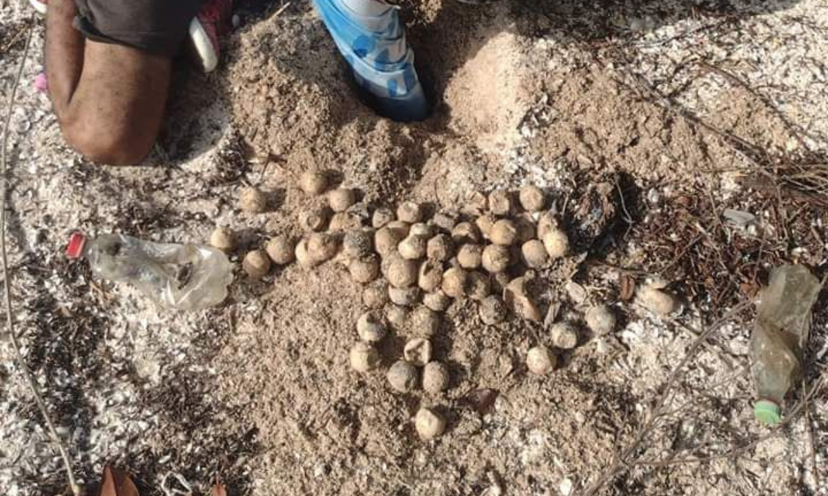 Tortuga marina en peligro por depredadores en Ciudad del Carmen 