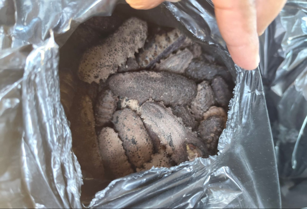 Agentes de la SSP aseguran 203 kilos de pepino de mar en Mérida