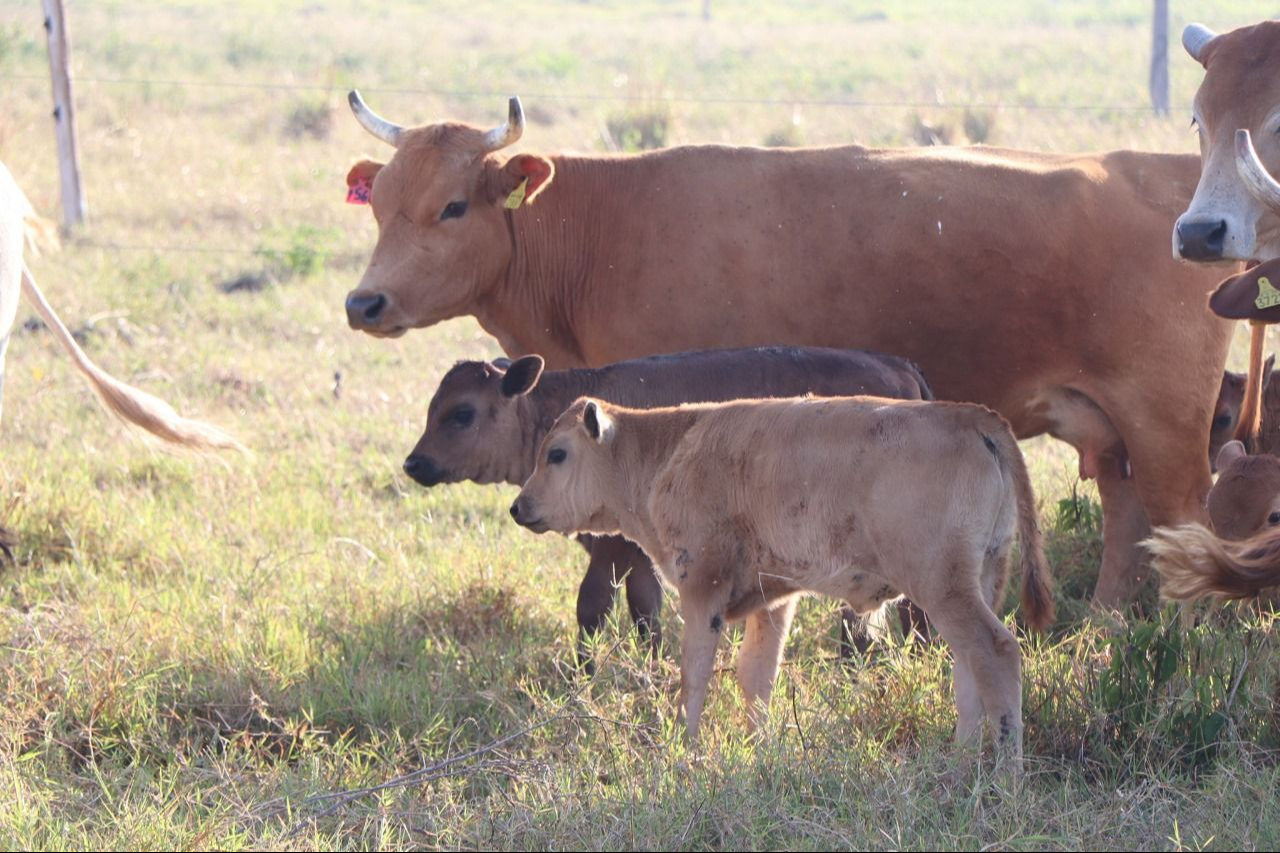 La situación del campo carmelita es complicada e inquieta que suceda una catástrofe La situación del campo carmelita es complicada e inquieta que suceda una catástrofe
