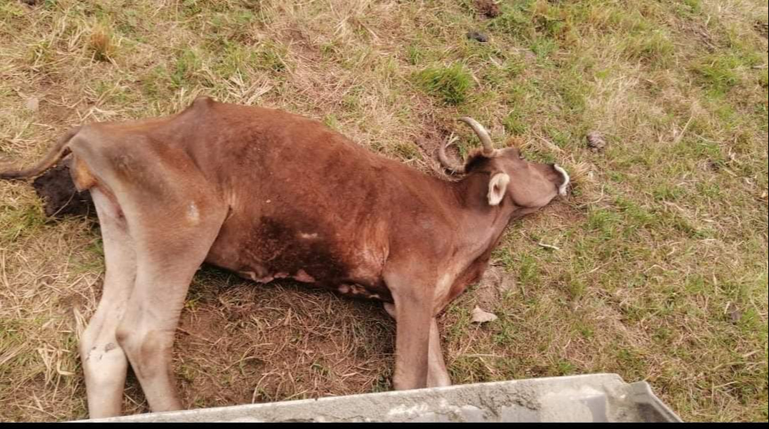 En el terreno se encontraron esparcidos varios cadáveres de reses En el terreno se encontraron esparcidos varios cadáveres de reses