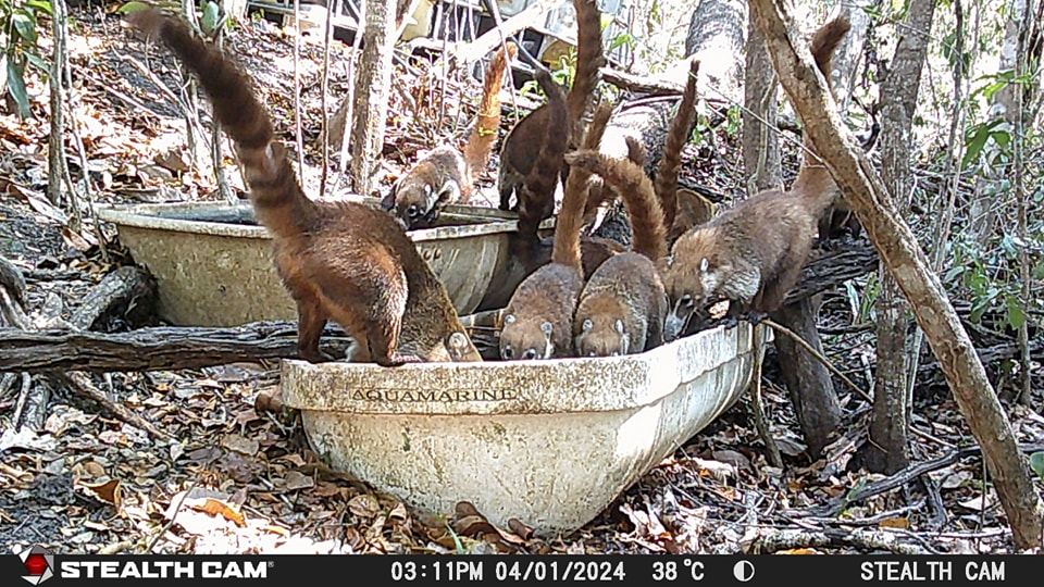 Por calor extremo, familia de Escárcega   coloca bebederos para animalitos silvestres  