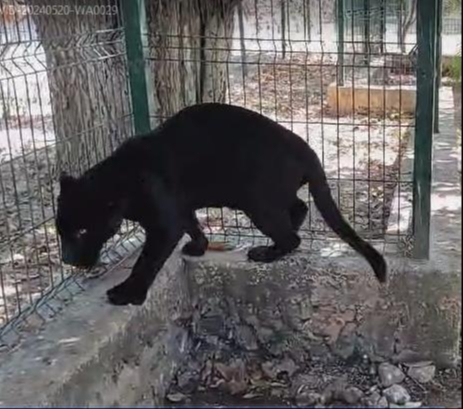 El jaguar perdió la pata debido a que no se cuidó su herida El jaguar perdió la pata debido a que no se cuidó su herida