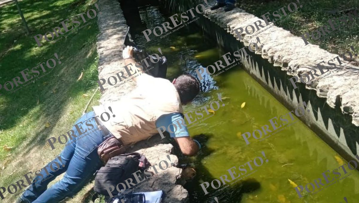Encuentran cráneo humano en el Parque La Reina de Tizimín 