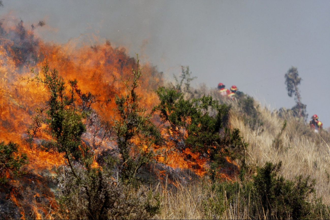 Se perdieron tres veces más hectáreas por fuego en Yucatán durante 2024 Se perdieron tres veces más hectáreas por fuego en Yucatán durante 2024