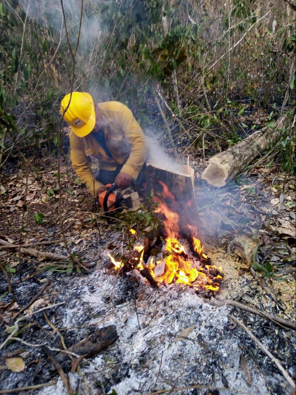 Los incendios han consumido hectáreas forestales en Yucatán Los incendios han consumido hectáreas forestales en Yucatán