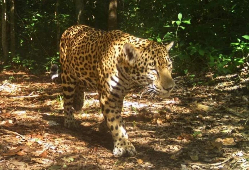 El jaguar se retiró del domicilio luego de no encontrar comida El jaguar se retiró del domicilio luego de no encontrar comida