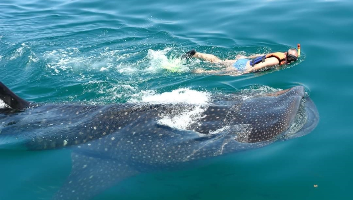 Llegan tiburones ballena a la costa de El Cuyo, Yucatán