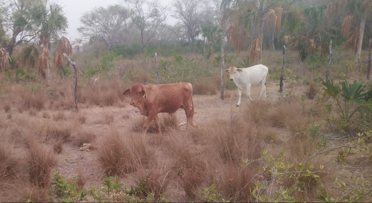Ganaderos de Campeche preocupados por la falta de lluvias