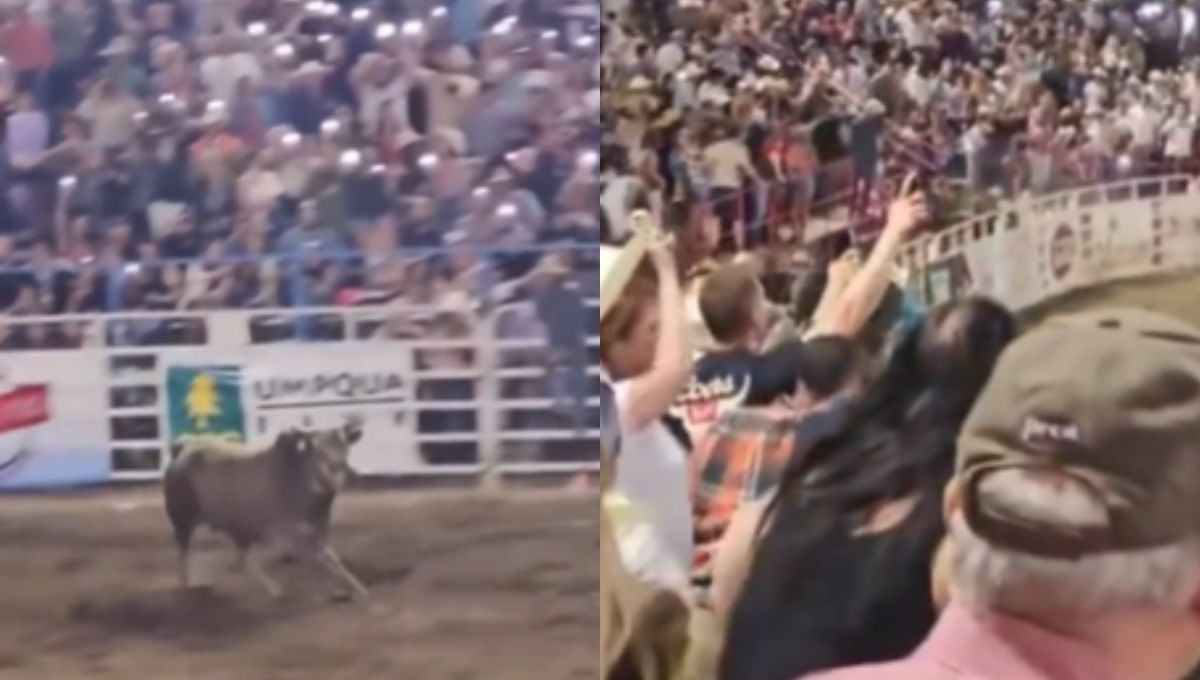 Toro embiste a asistentes de un rodeo en Oregón Toro embiste a asistentes de un rodeo en Oregón