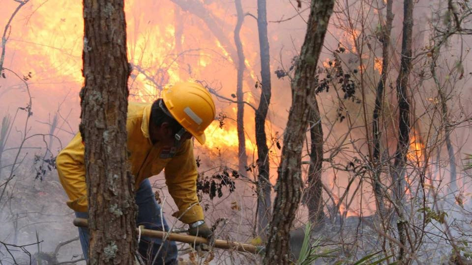 vegetación local afectada por incendios vecinos vegetación local afectada por incendios vecinos