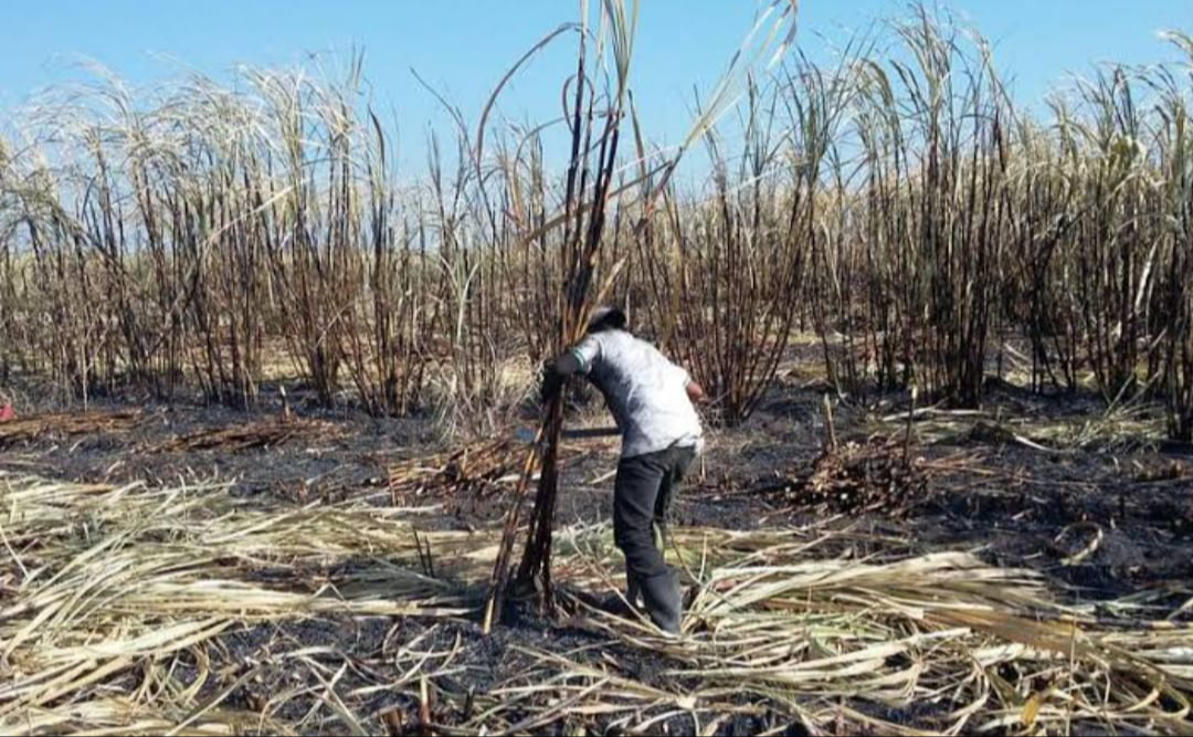 Los cañeros de Quintana Roo han enfrentado varios desafíos en los últimos años, incluyendo no solo sequías, sino también fluctuaciones en los precios del mercado Los cañeros de Quintana Roo han enfrentado varios desafíos en los últimos años, incluyendo no solo sequías, sino también fluctuaciones en los precios del mercado
