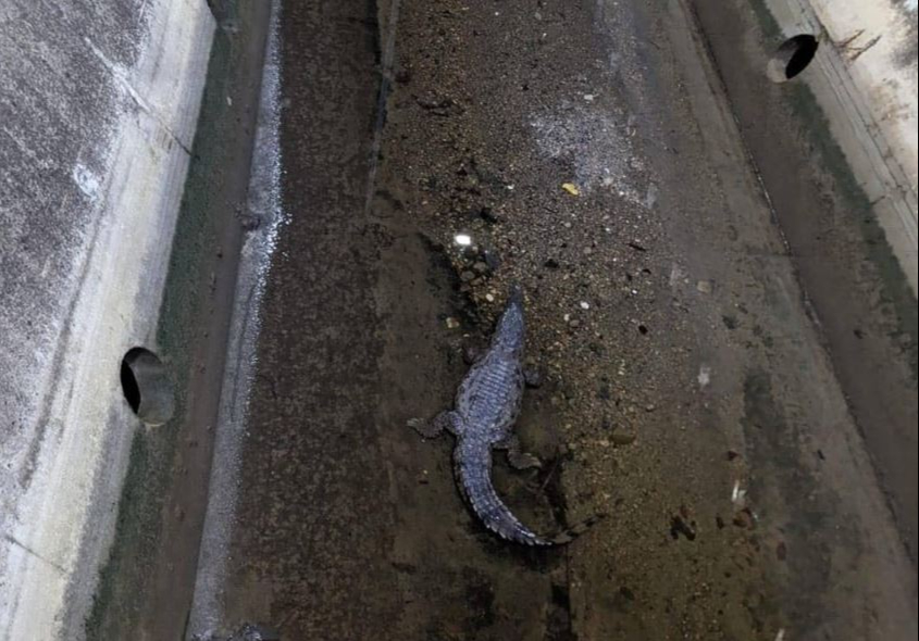 Captan cocodrilo en Campeche