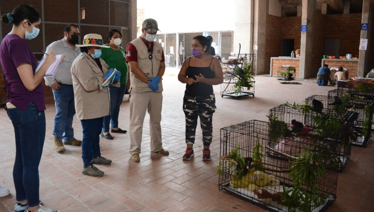 Semarnat logra estabilizar salud de monos en el sureste mexicano
