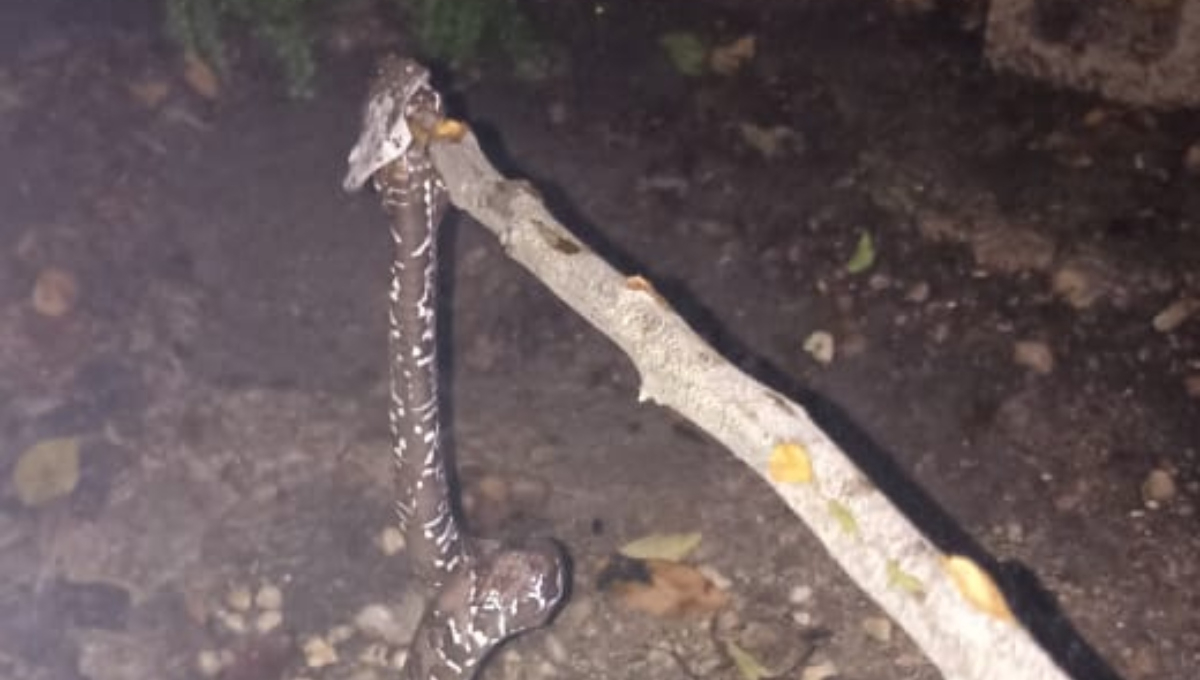 Una serpiente venenosa ingresó a la casa de un vecino de Tizimín Una serpiente venenosa ingresó a la casa de un vecino de Tizimín