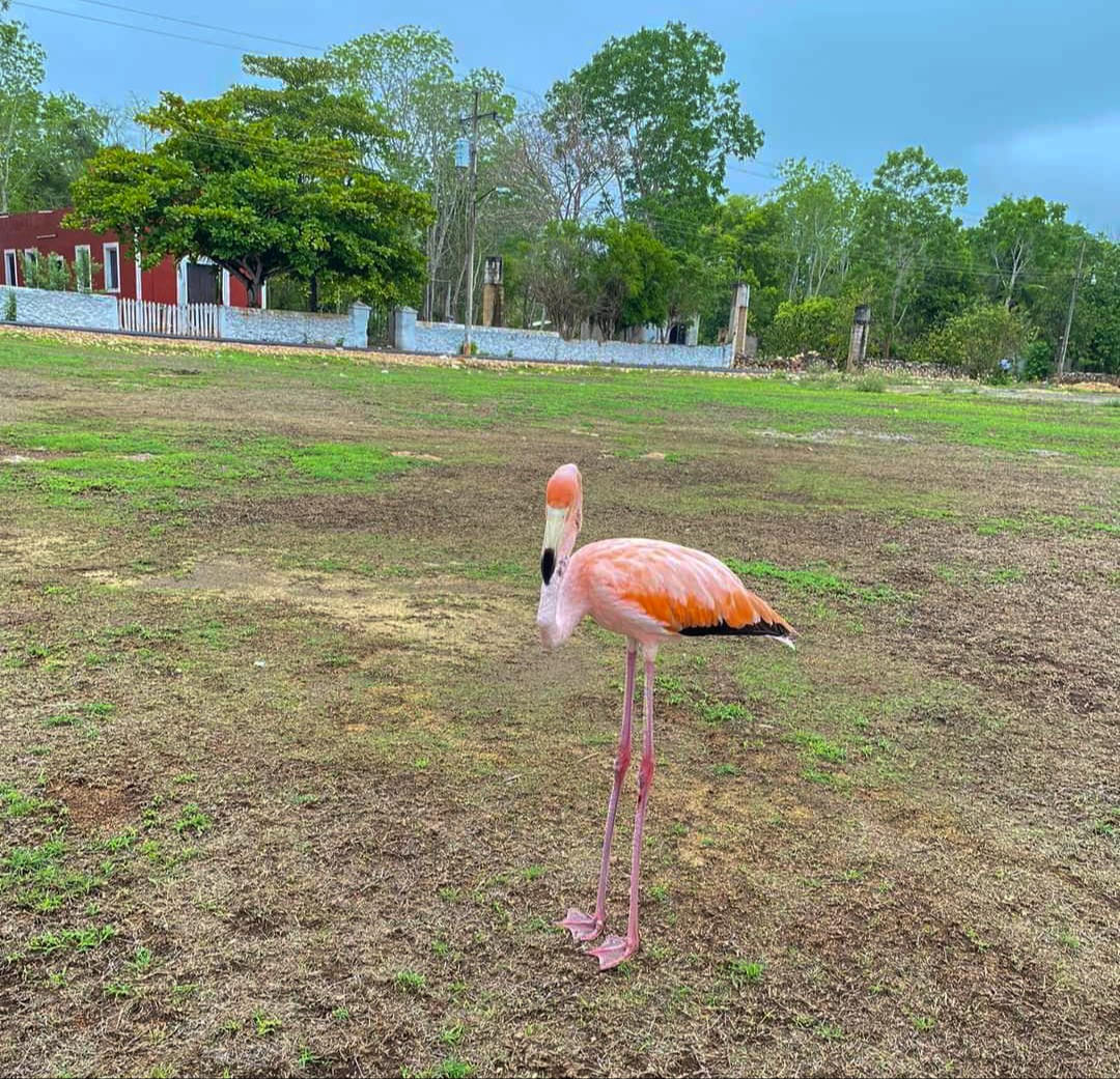 El flamenco estuvo rondando un campo deportivo El flamenco estuvo rondando un campo deportivo