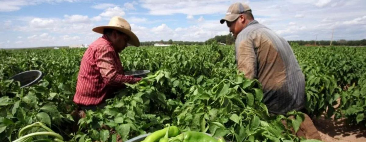 Producción agropecuaria y pesquera de México crece 1.6% en 2023 a pesar de la sequía