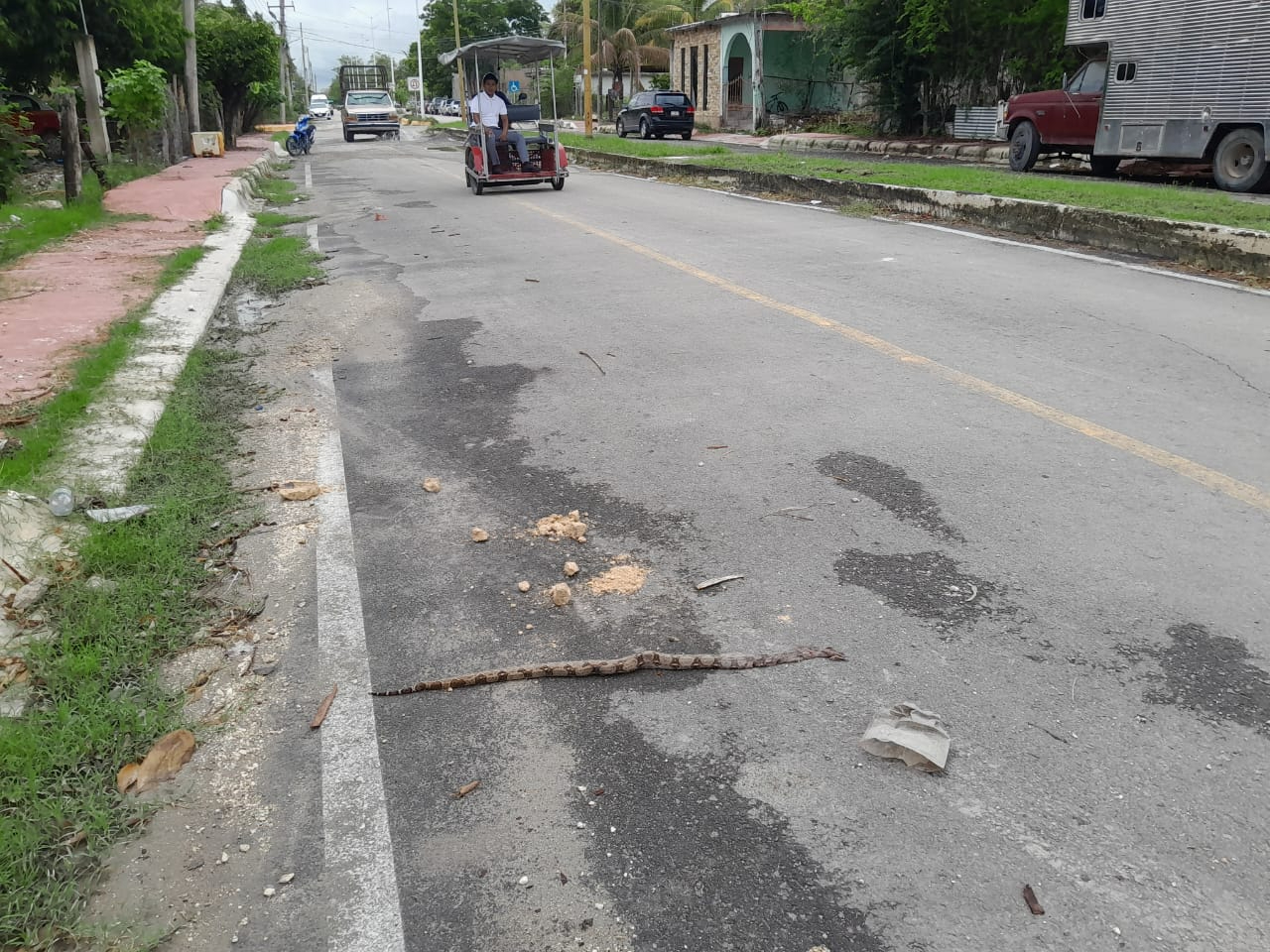   Vecinos de la colonia Fátima en Escárcega encuentran una serpiente "nauyaca" en su cocina  