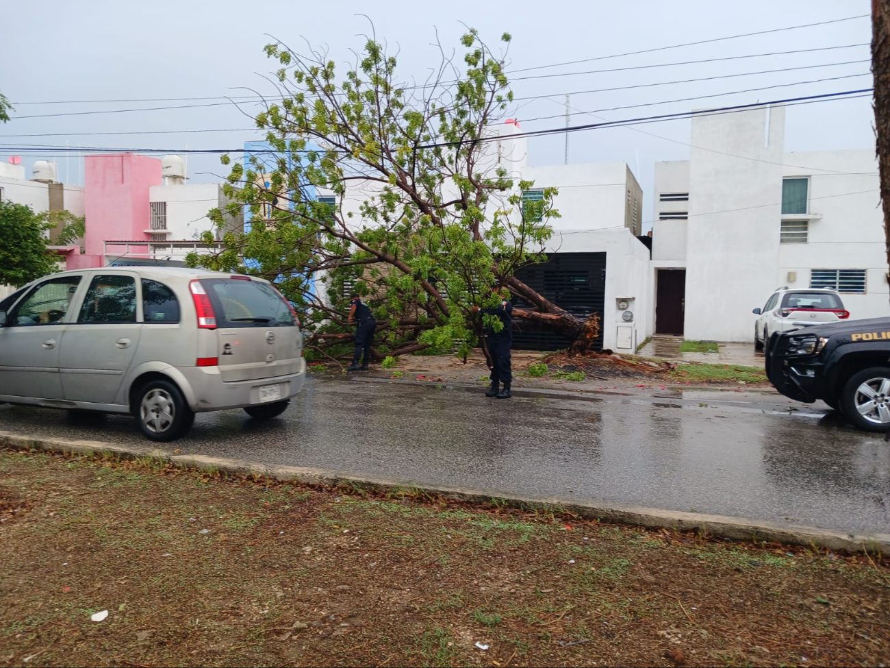El viento ocasionó que se derriben árboles El viento ocasionó que se derriben árboles